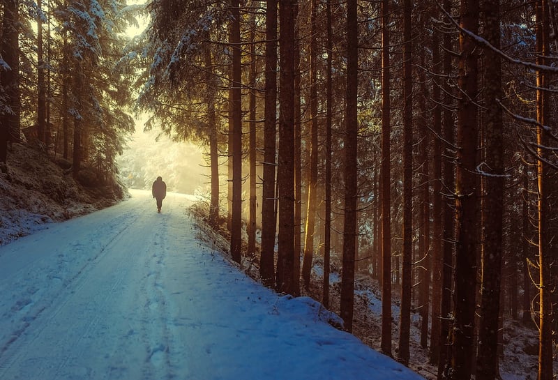 Forest Path